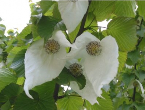 Dawidia chińska (Davidia involucrata)- "drzewo chusteczkowe"